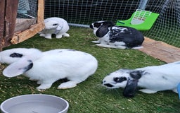 English rabbits for sale: Bunny - Image 2