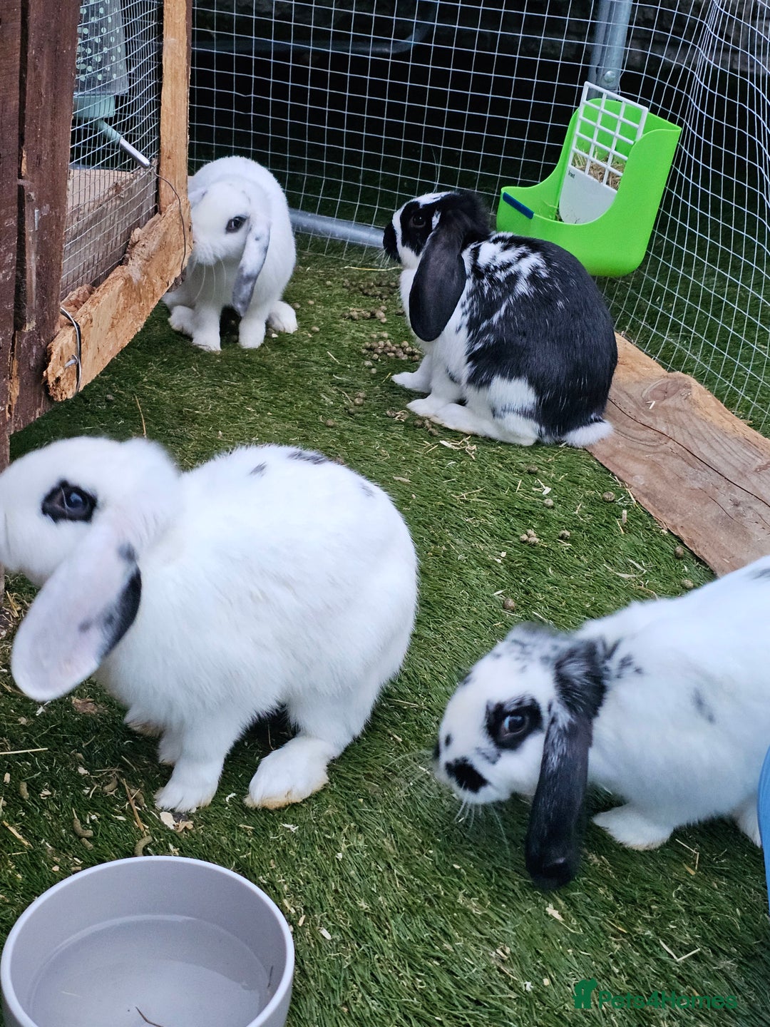 English rabbits for sale: Bunny - Image 2