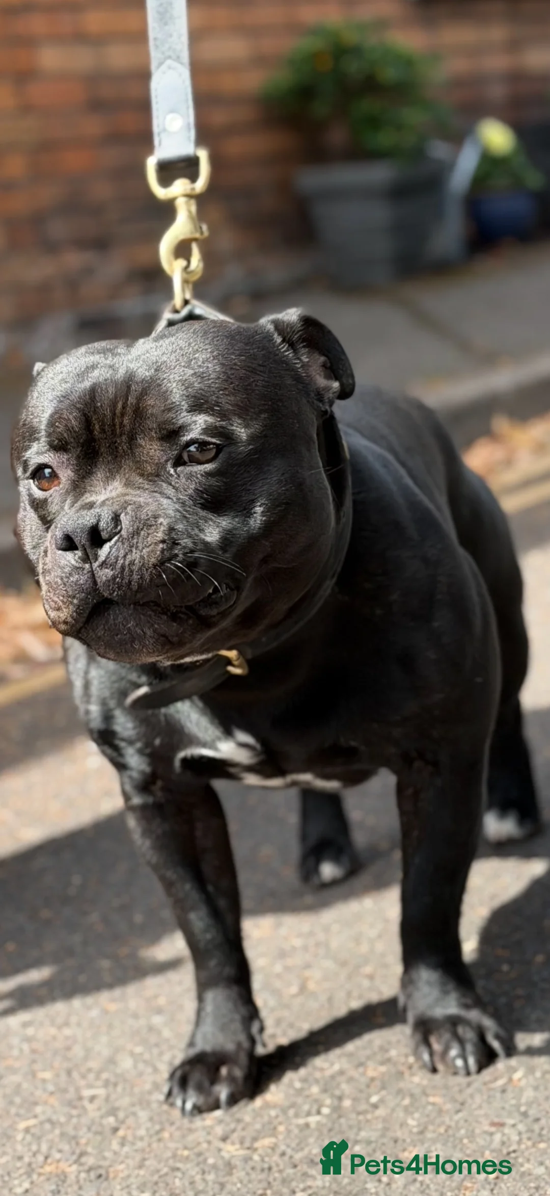 Staffordshire Bull Terrier dogs for stud: Stud passes 17 cc to pups pedigree   blue genes  - Advert 2