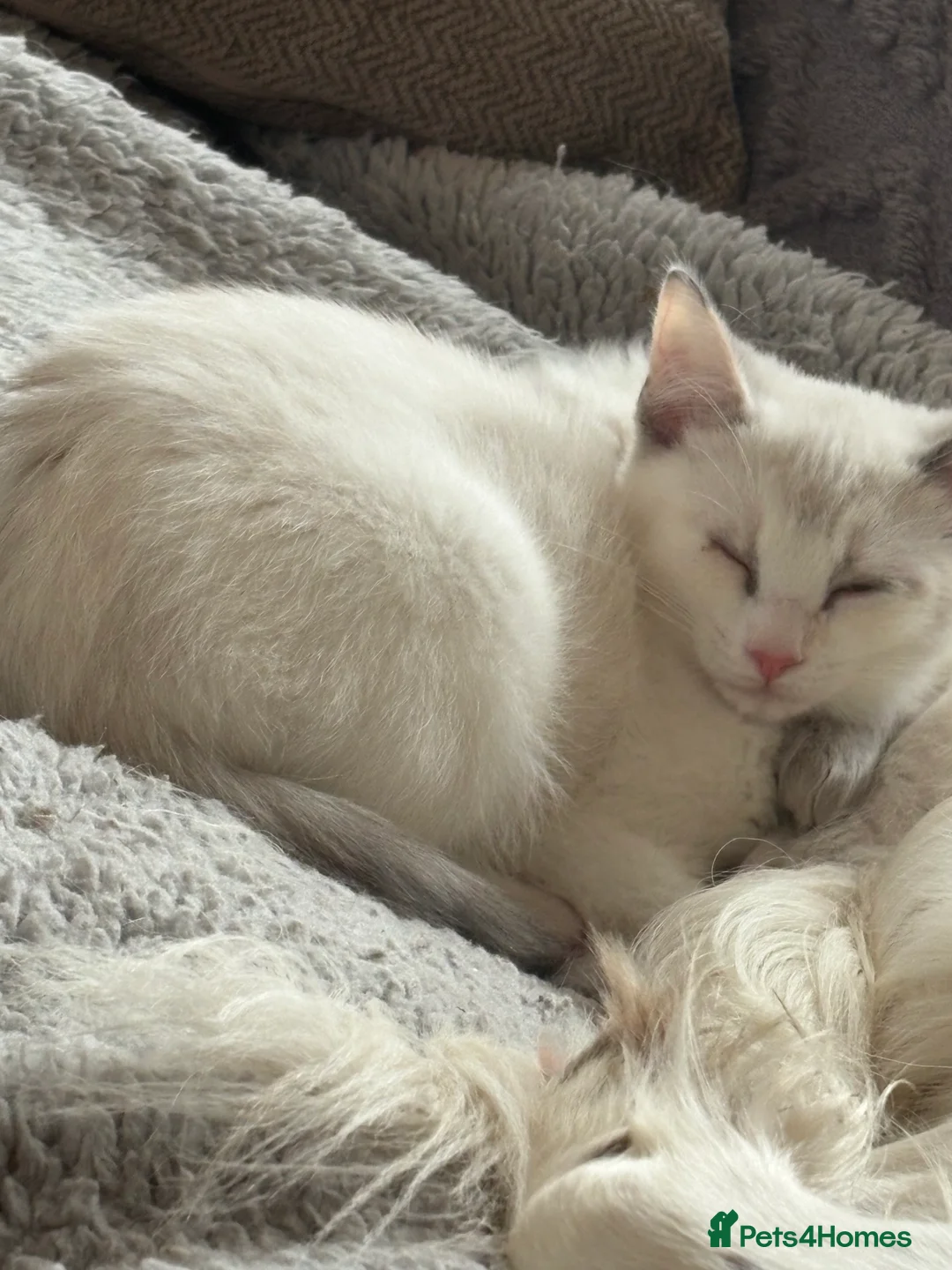 Mixed Breed cats for sale: Gorgeous Half Ragdoll Kitten  - Advert 3