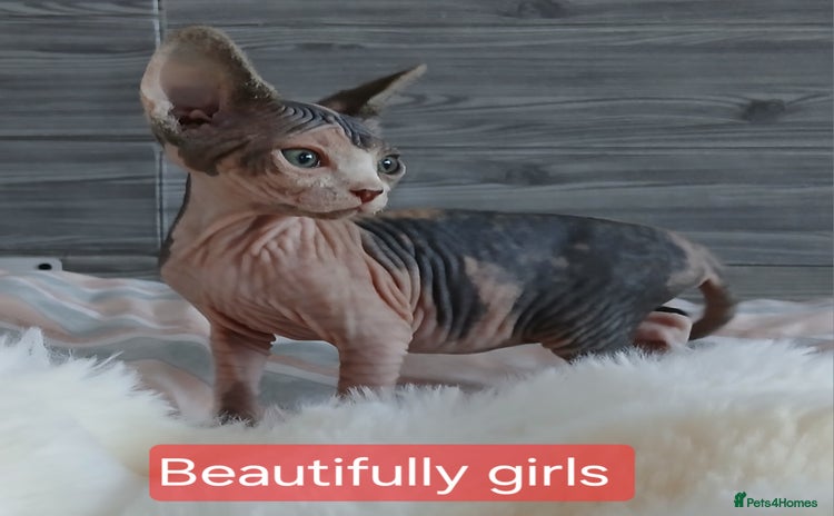 Sphynx cats - Advert 2
