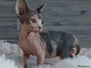Sphynx cats - Advert 3