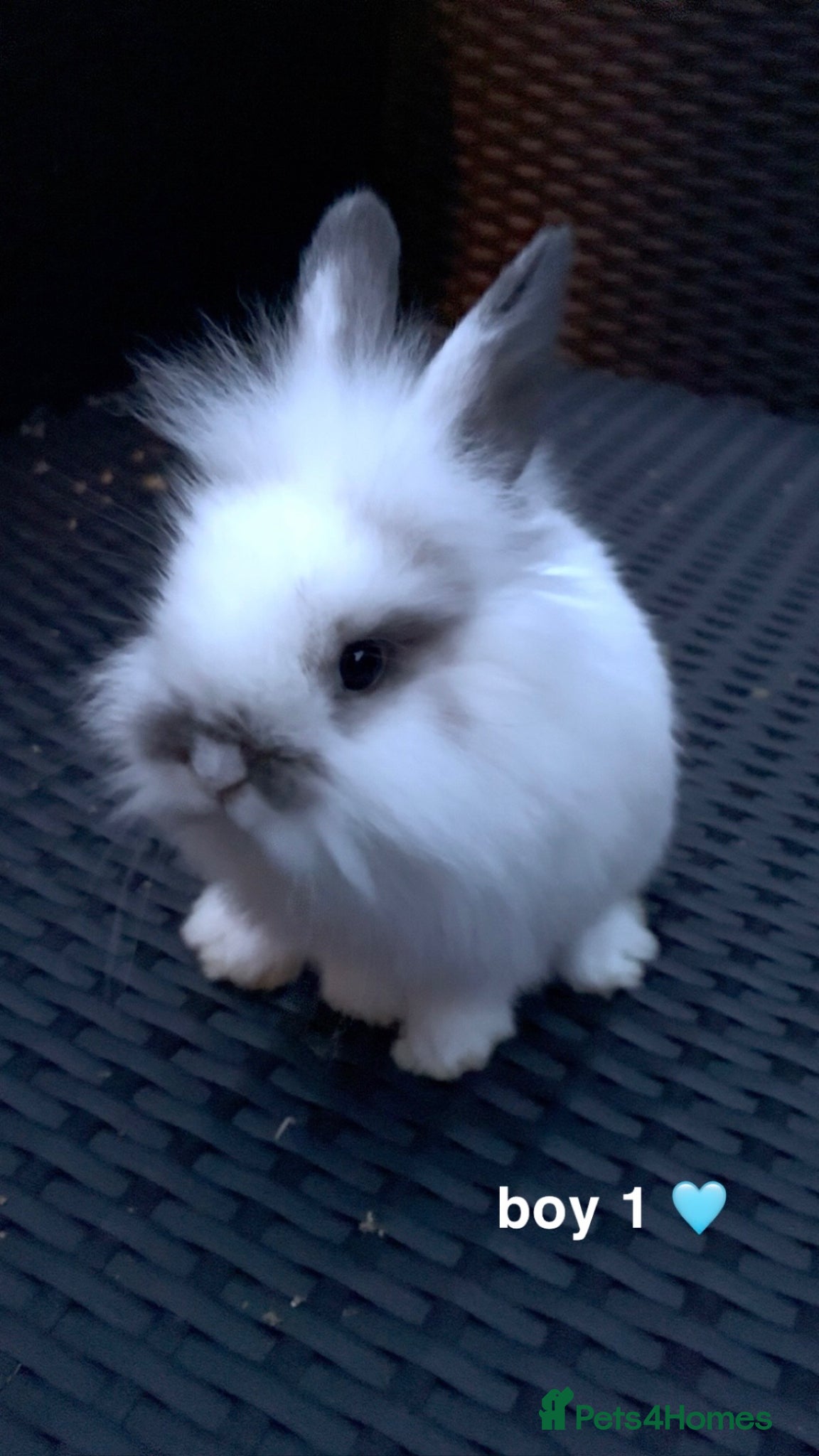 Mini Lion Lop rabbits 3 mini lop 2 boys 1 girl - Advert 2