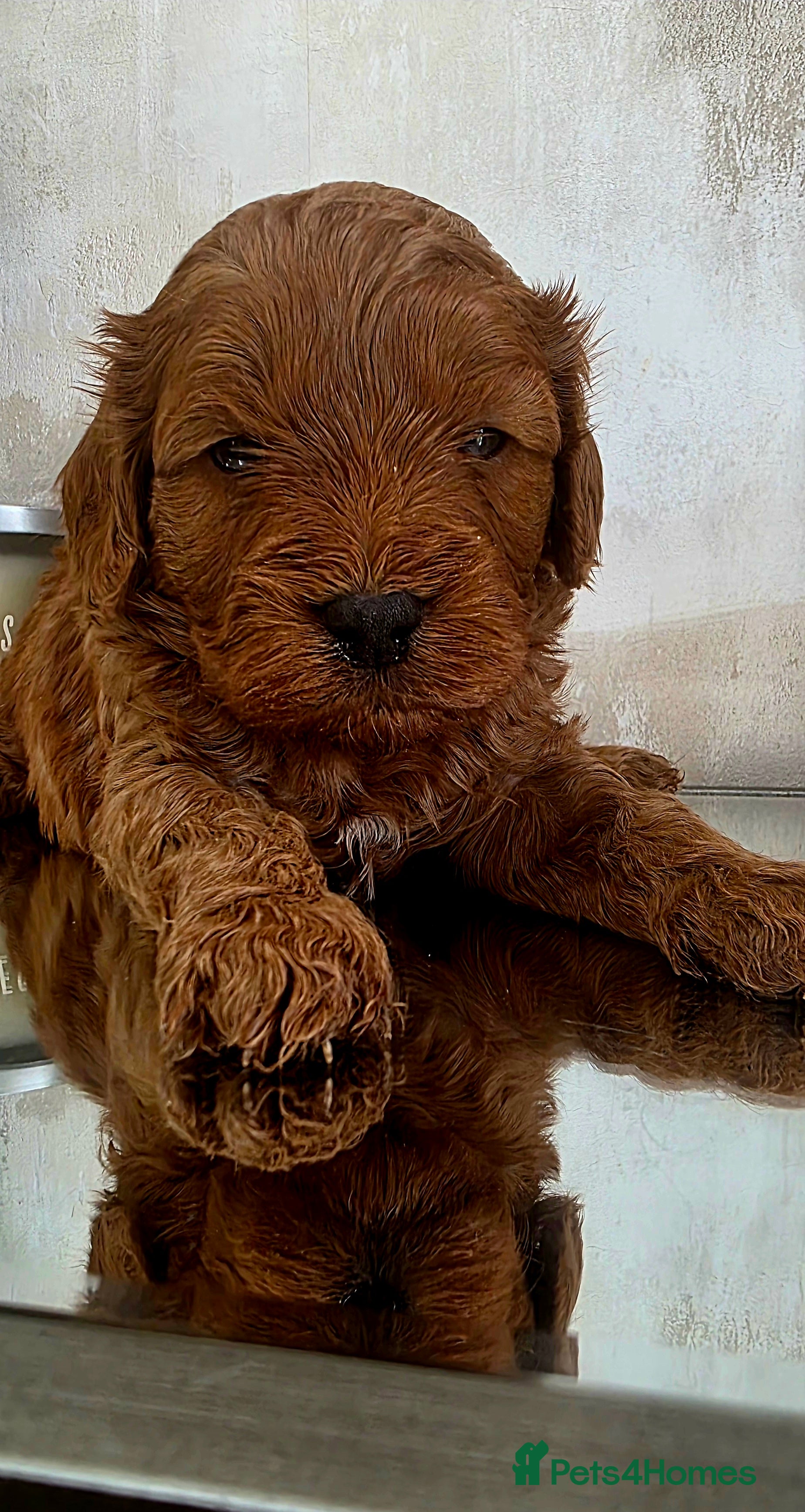 Cavapoo dogs Exquisite F1 Toy Cavapoos - 1 Boy Available  - Advert 3