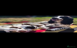 Sprocker dogs for sale: Sprockers - Image 4
