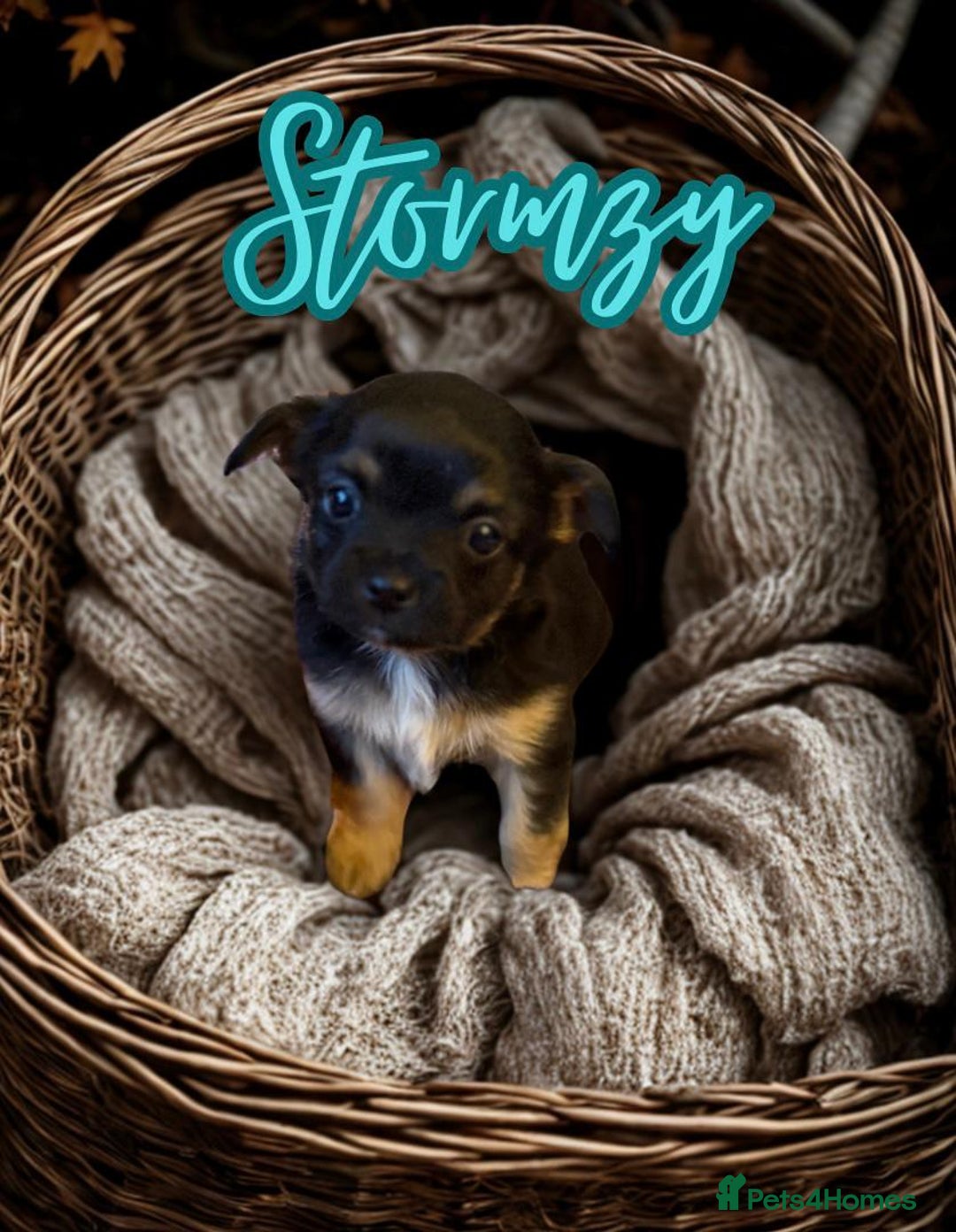 Chihuahua dogs for sale: Stunning longhaired Chihuahua puppies  - Image 8