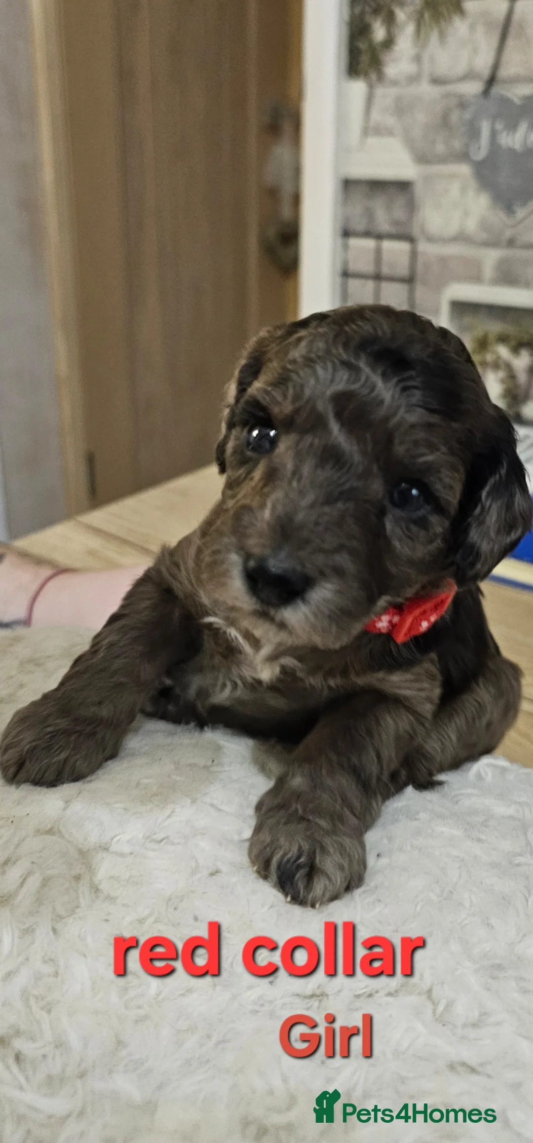 Cockapoo dogs for sale: 2 Beautiful female cockapoo left - Advert 13