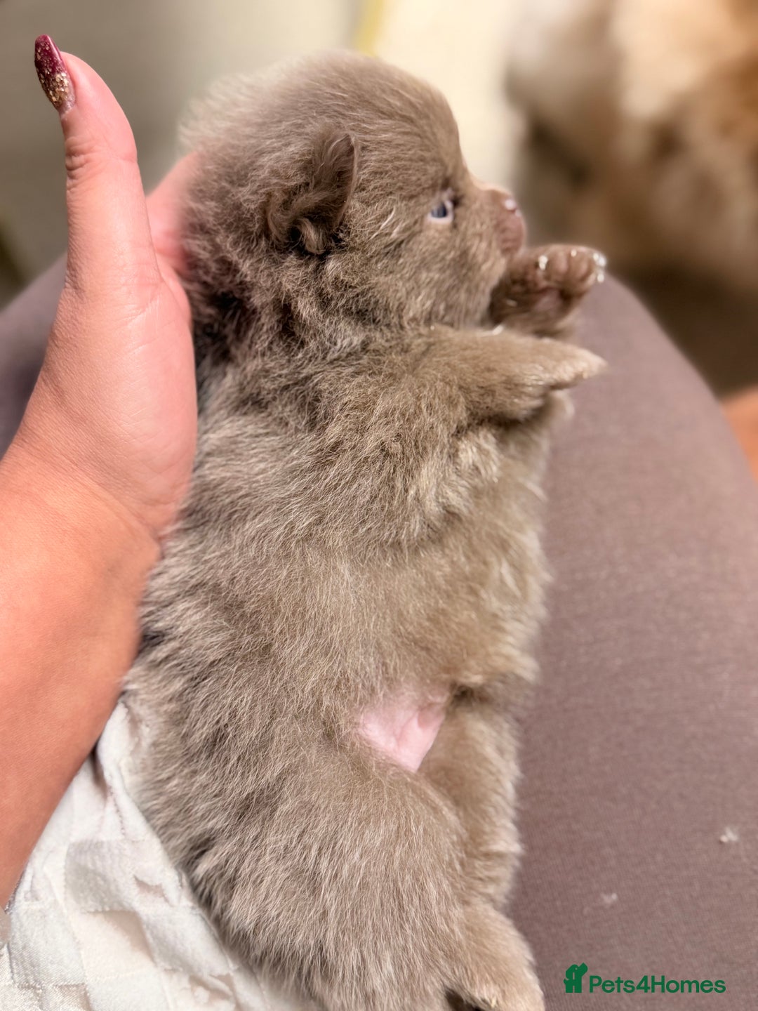 Pomeranian dogs for sale: 🧸 Dream Teddy Bear( Price reduced) - Advert 8