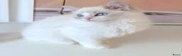 Ragdoll cats for sale: READY NOW *** GCCF REGISTERED RAGDOLL KITTENS - Advert 32