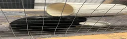 Mini Lop rabbits for sale: Mini lop rabbit - Coconut in Barry - Advert 3