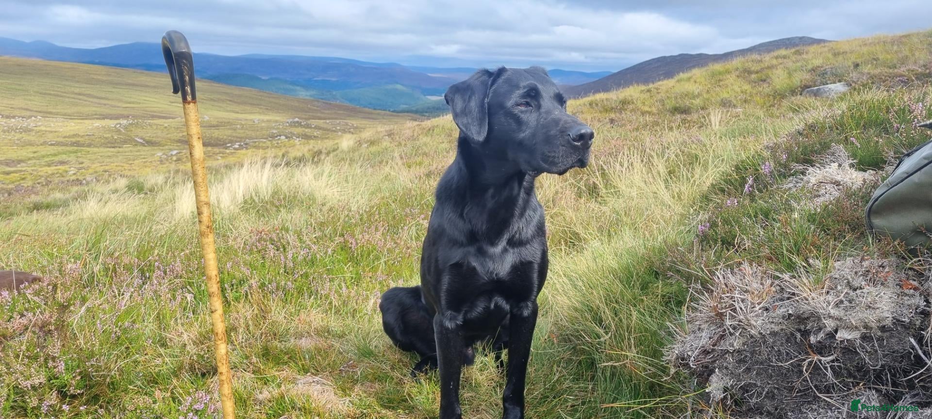 Labrador Retriever dogs Fully health tested Labrador stud - Advert 1