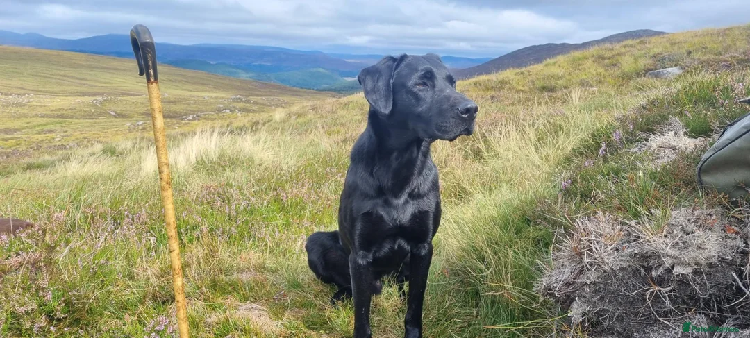 Labrador Retriever dogs for stud: Fully health tested Labrador stud - Advert 1