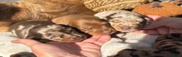 Miniature Dachshund dogs for sale: Stunning  miniature dachshunds boys x3 - Advert 8