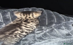 Domestic Shorthair cats for sale: 3 Cute Tabby Kittens - Image 6