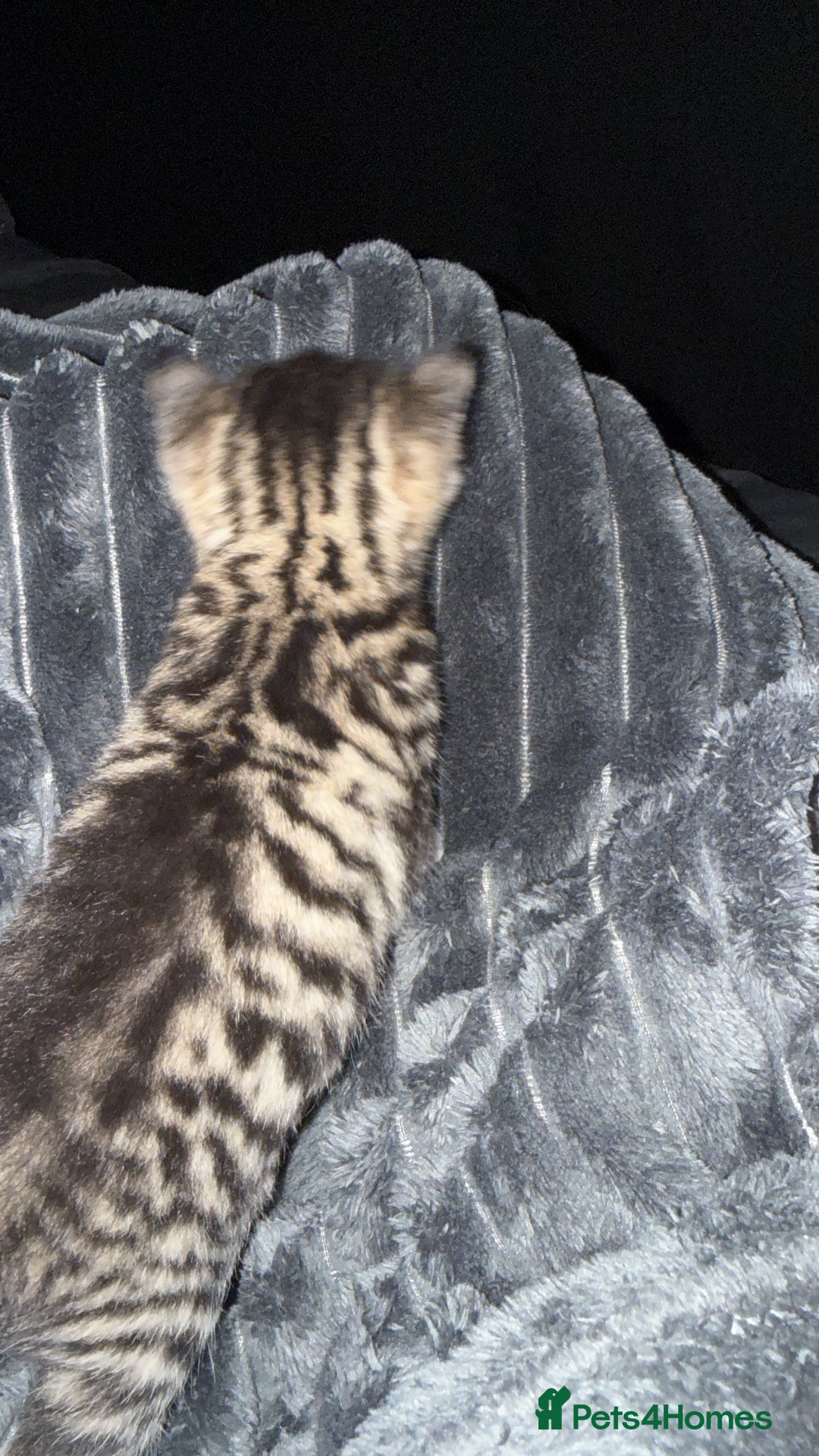 Domestic Shorthair cats for sale: 3 Cute Tabby Kittens - Image 6