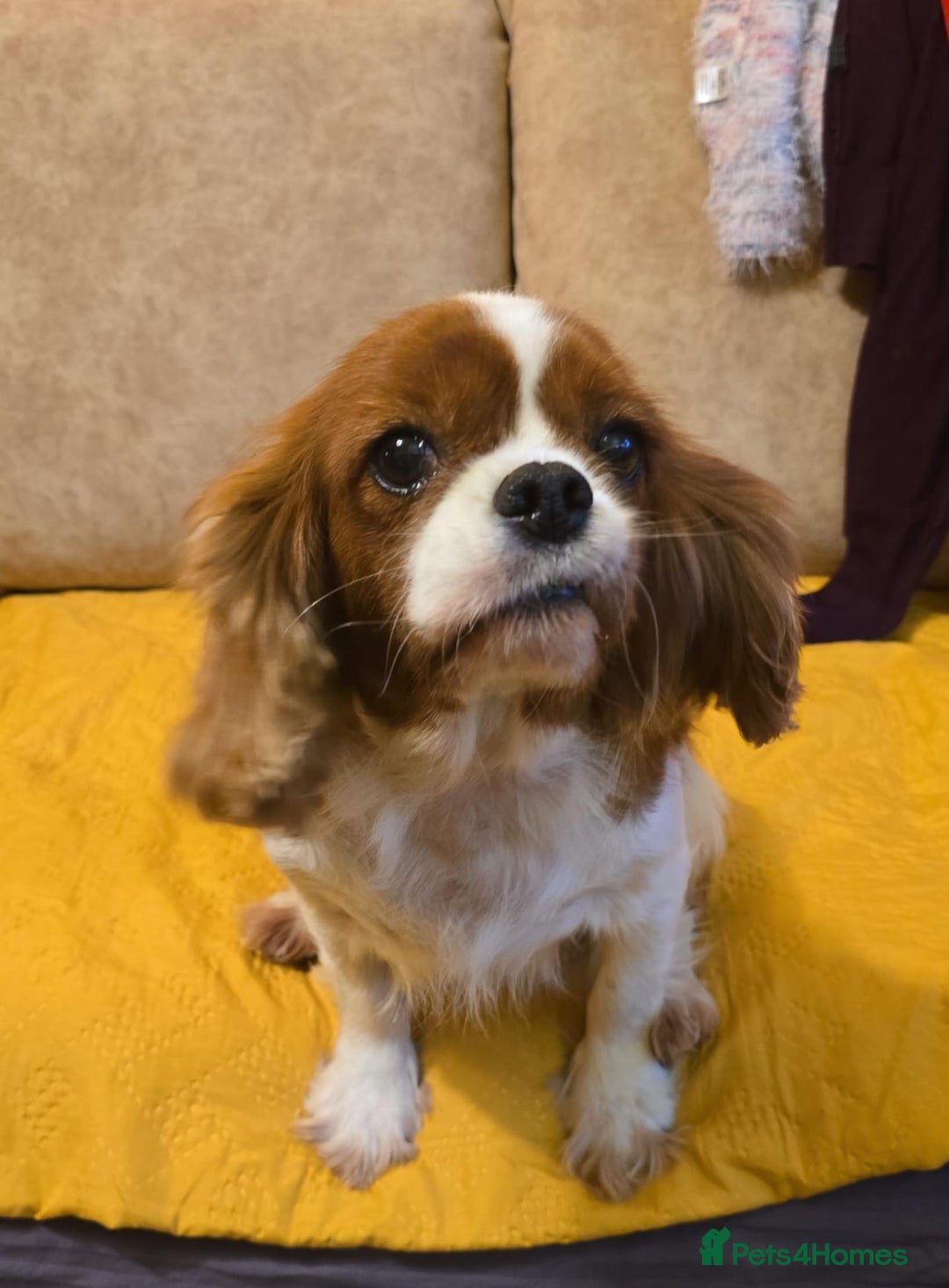 Cavalier King Charles Spaniel dogs for adoption: NIKA – Cavalier King Charles Spaniel (Female) - Advert 2