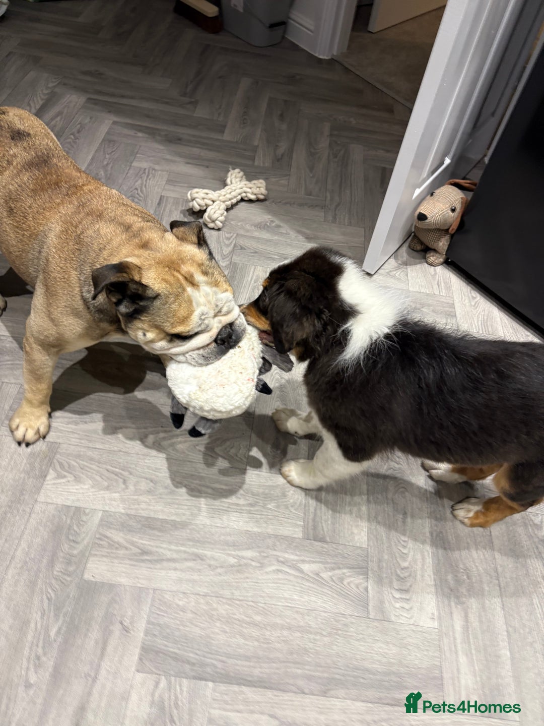 English Bulldog dogs for stud: Proven KC reg English Bulldog for Stud - Image 9
