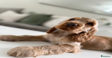 Cocker Spaniel dogs - Advert 9