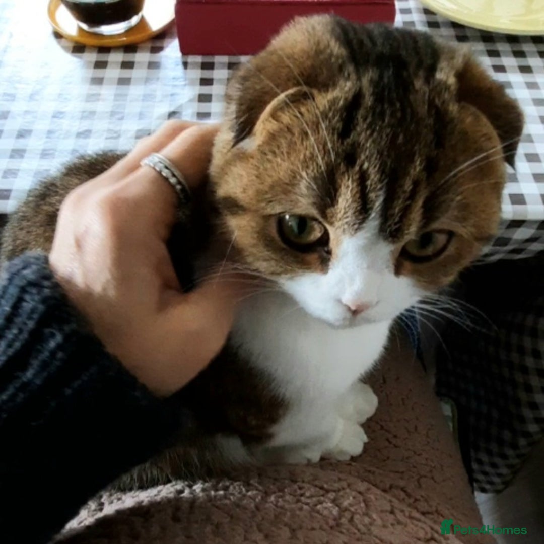 Scottish Fold cats for sale: TICA Reg: Scottish Fold Neutered Girl Kittens - Advert 11