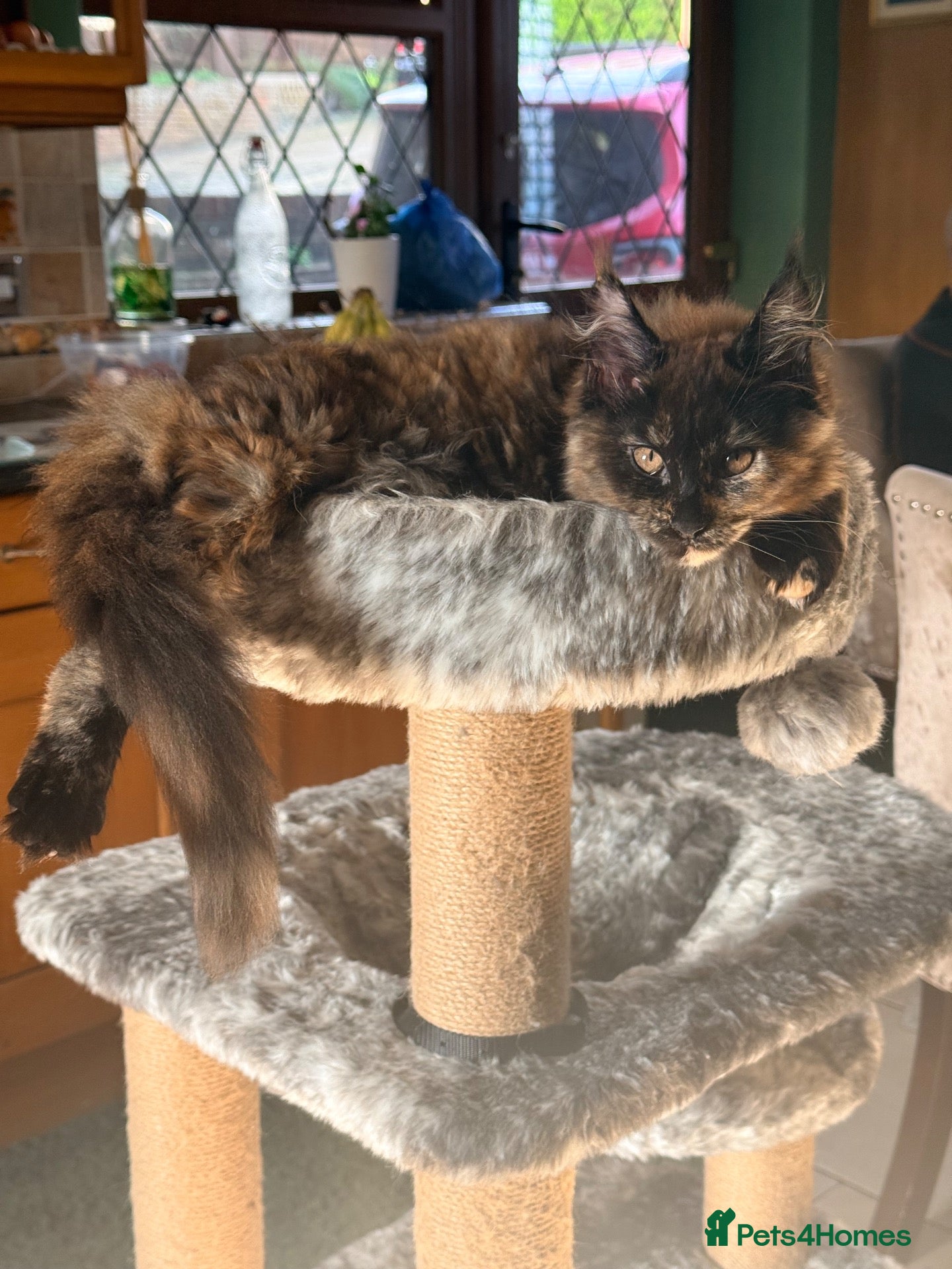 Maine Coon cats for sale: Maine coon kittens  - Advert 2