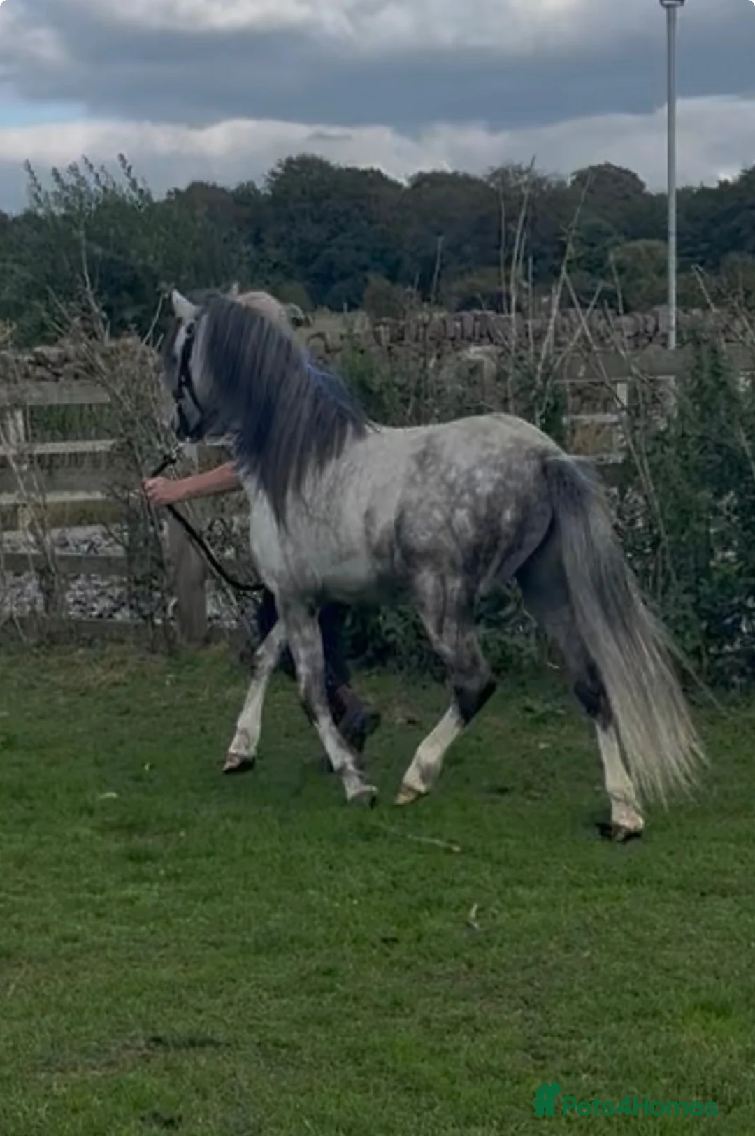 Welsh Section A horses for sale: 5yo Welsh Section A Gelding  - Advert 4