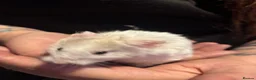 Hamster rodents for sale: Male Syrian hamsters  - Advert 2