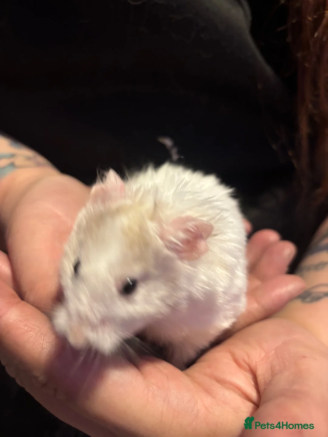 Hamster rodents for sale: Male Syrian hamsters  - Advert 2