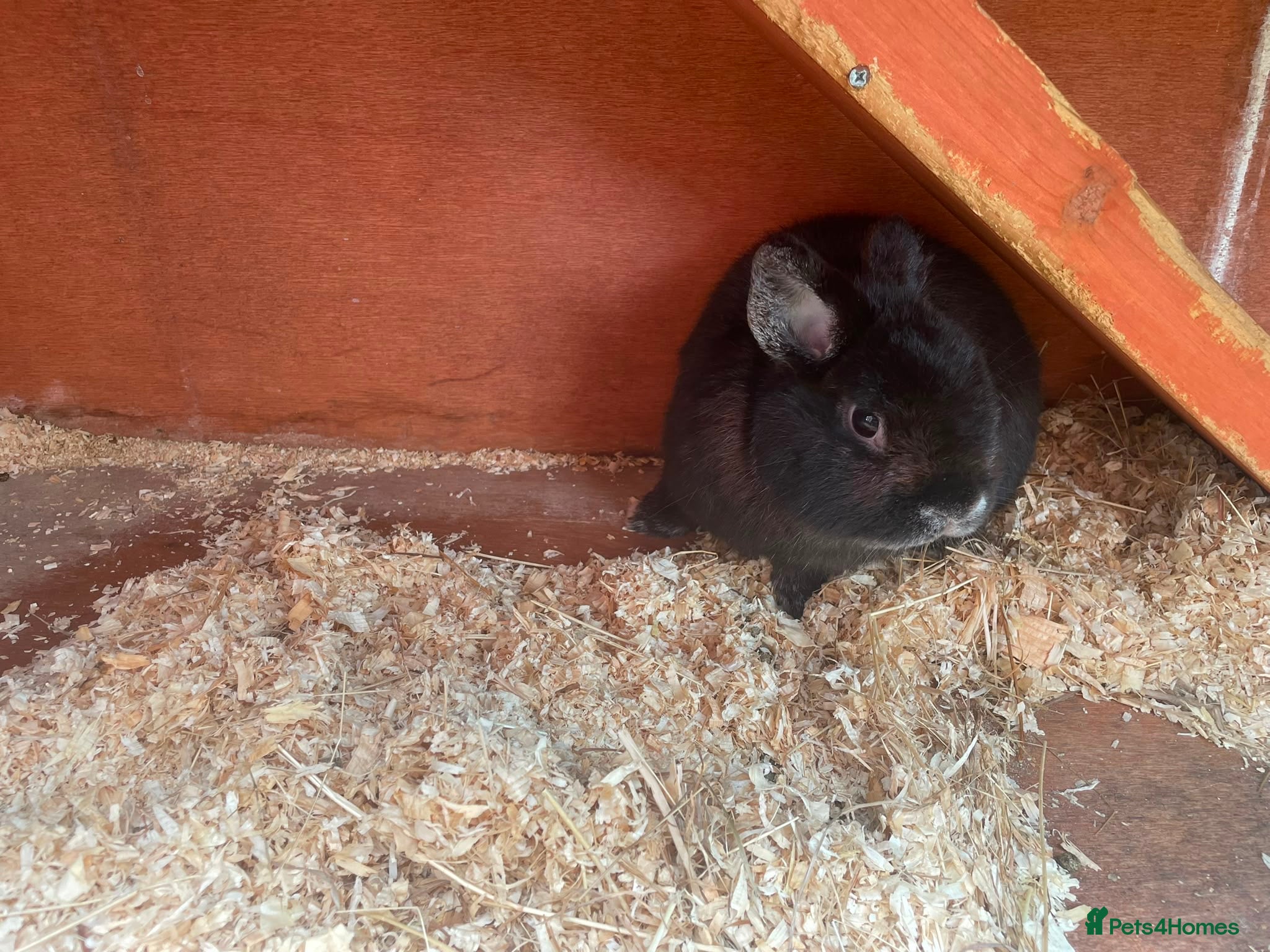 Mixed Breed rabbits Black male rabbit  - Advert 1