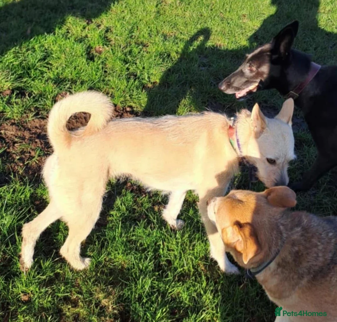 Mixed Breed dogs for adoption: Val - Norwich Norfolk  in Norwich - Advert 12