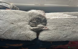 Maine Coon cats for sale: Active Maine Coon breeding queen - Image 5