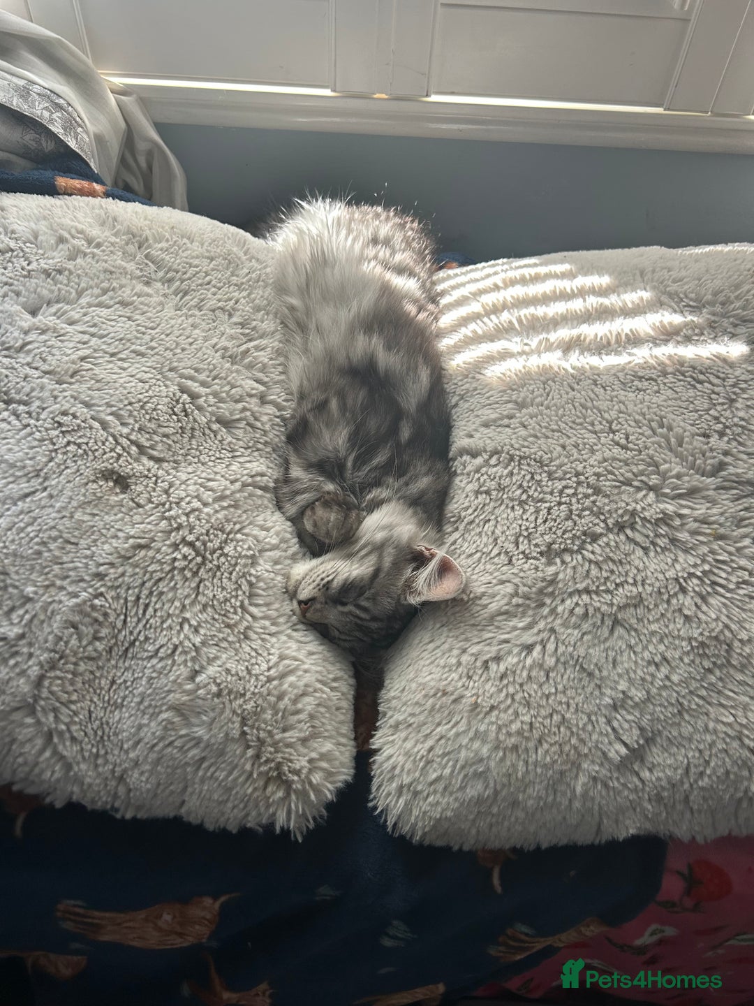 Maine Coon cats for sale: Active Maine Coon breeding queen - Image 5