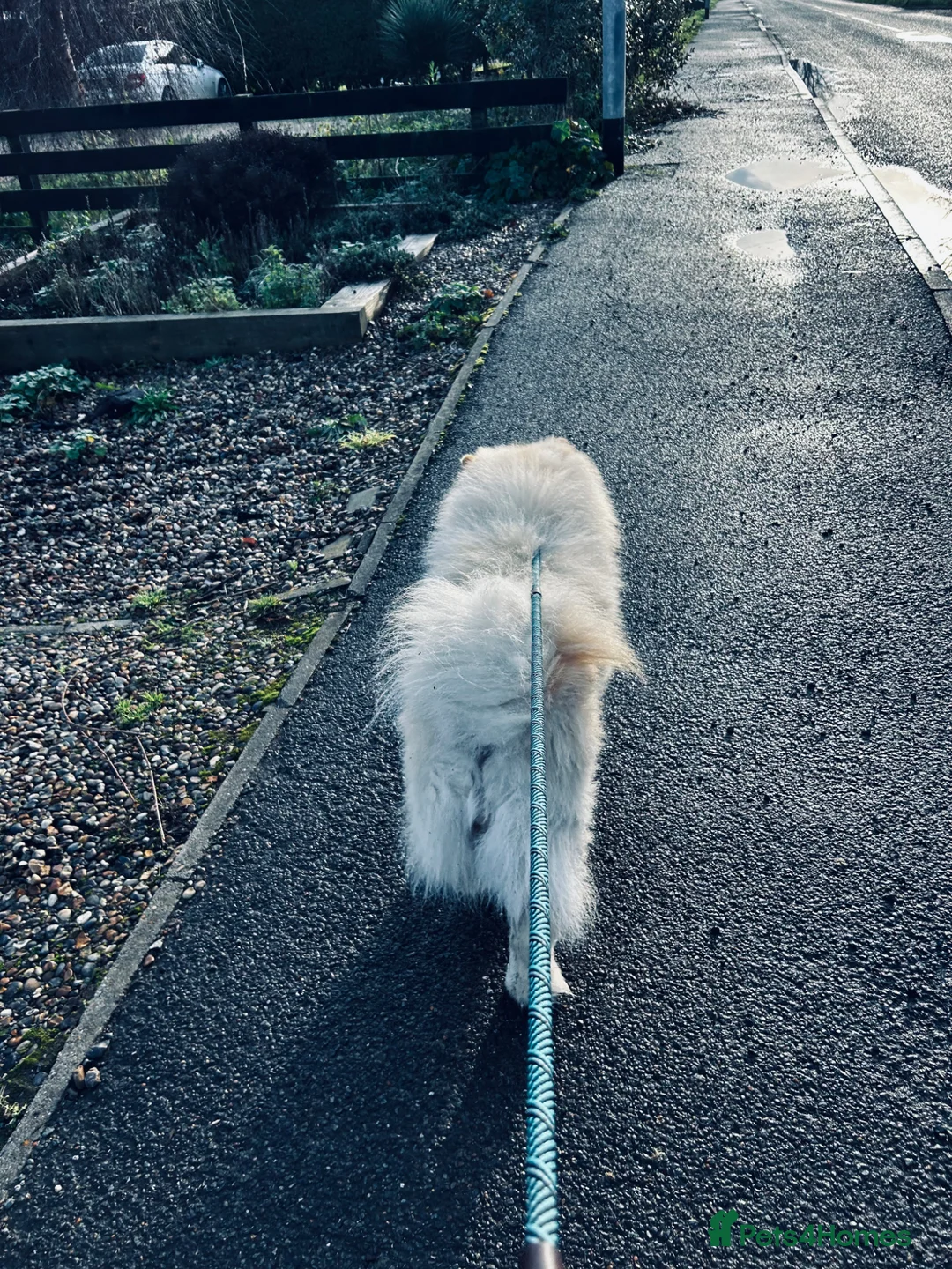 Chow Chow dogs for sale: Male chow chow for sale  - Advert 4