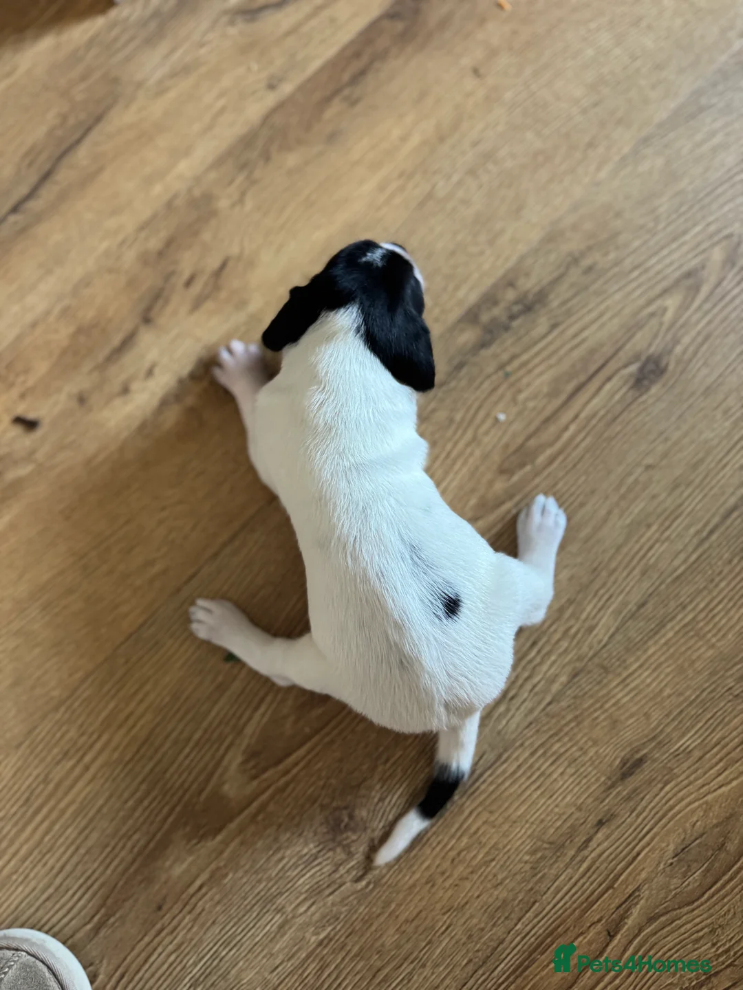 Pointer dogs for sale: ENGLISH POINTERS - Advert 2