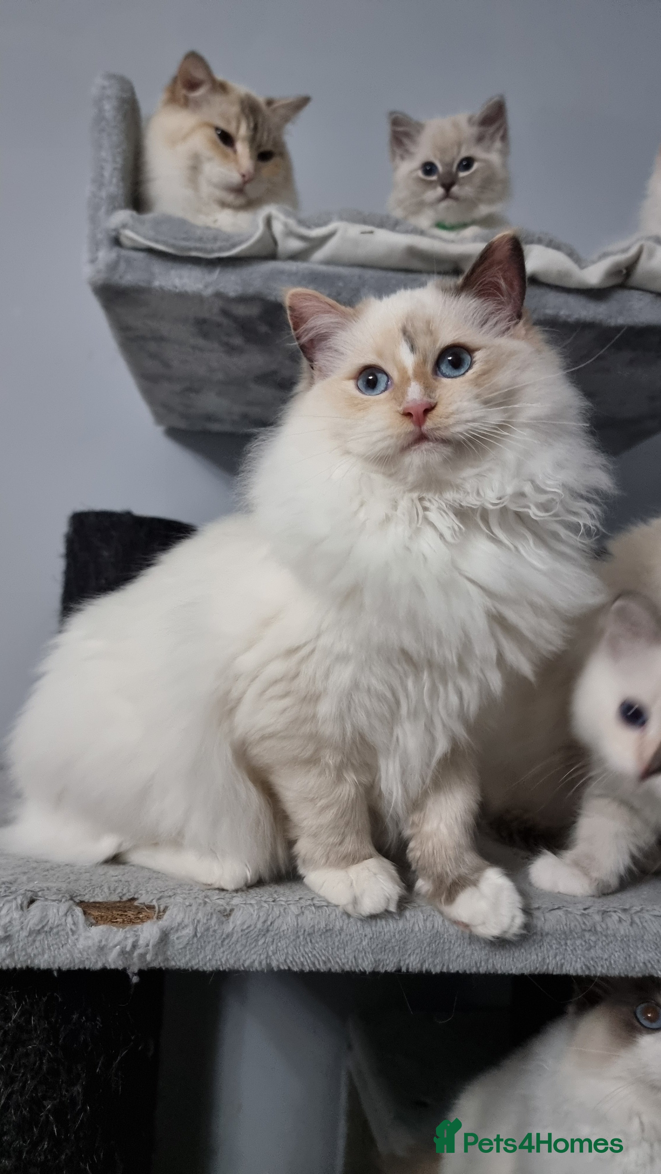 Ragdoll cats GCCF REGISTERED RAGDOLL ADULTS - Advert 8