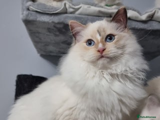 Ragdoll cats GCCF REGISTERED RAGDOLL ADULTS - Advert 2