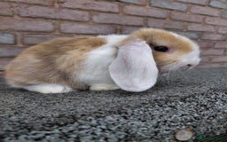 Mini Lop rabbits for sale: Mini Lop babies. Bucks only - Image 4