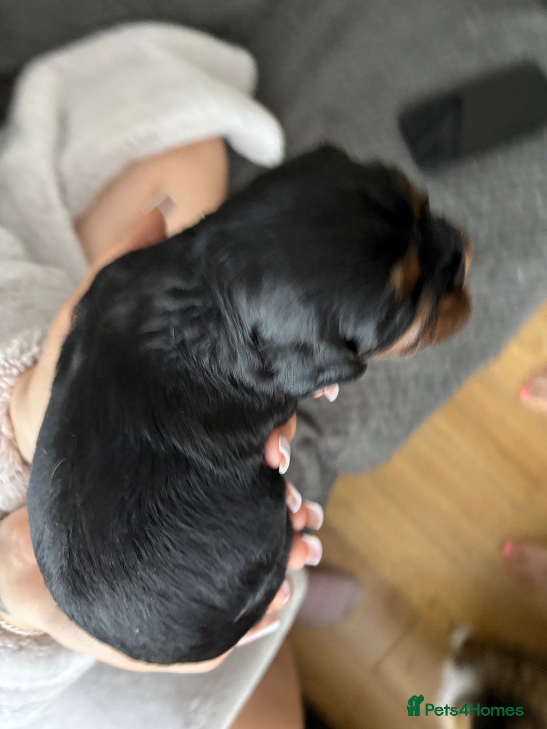 Cavalier King Charles Spaniel dogs for sale: 2 Female Kc Reg Cavalier King Charles Spaniels  - Image 7