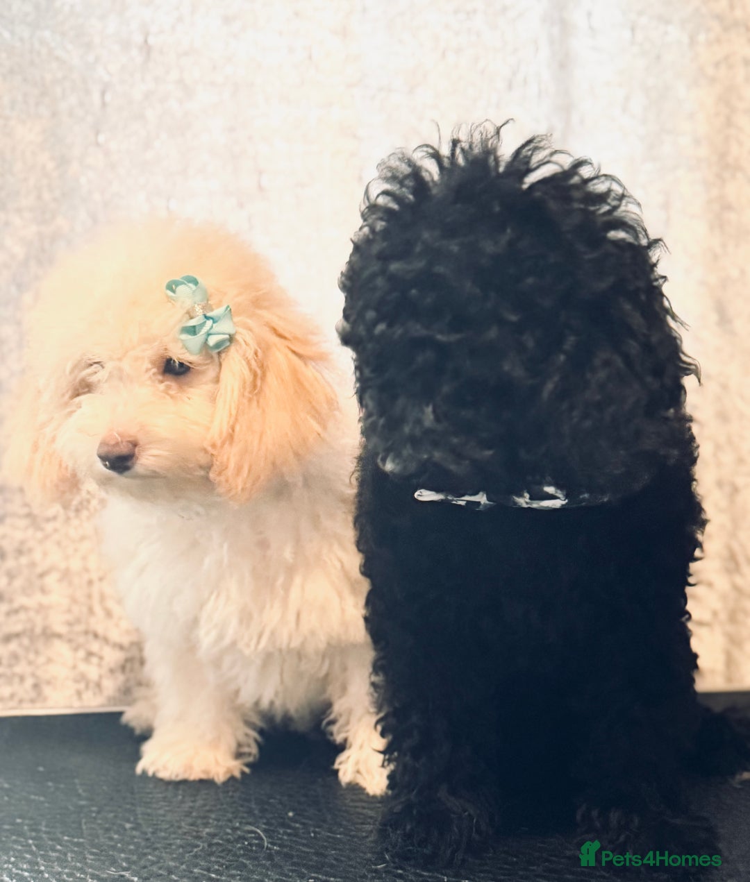 Toy Poodle dogs for sale: REDUCED READY NOW !! 2 beautiful toy poodle babies - Image 8