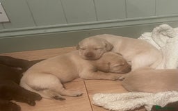 Labrador Retriever dogs for sale: Labrador retriever puppies  - Image 17