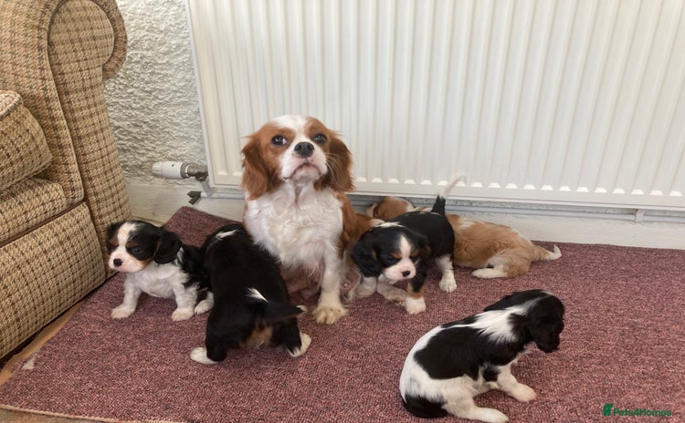 Cavalier King Charles Spaniel dogs Super tri/blenheim KC pups - health tested parents - Advert 16