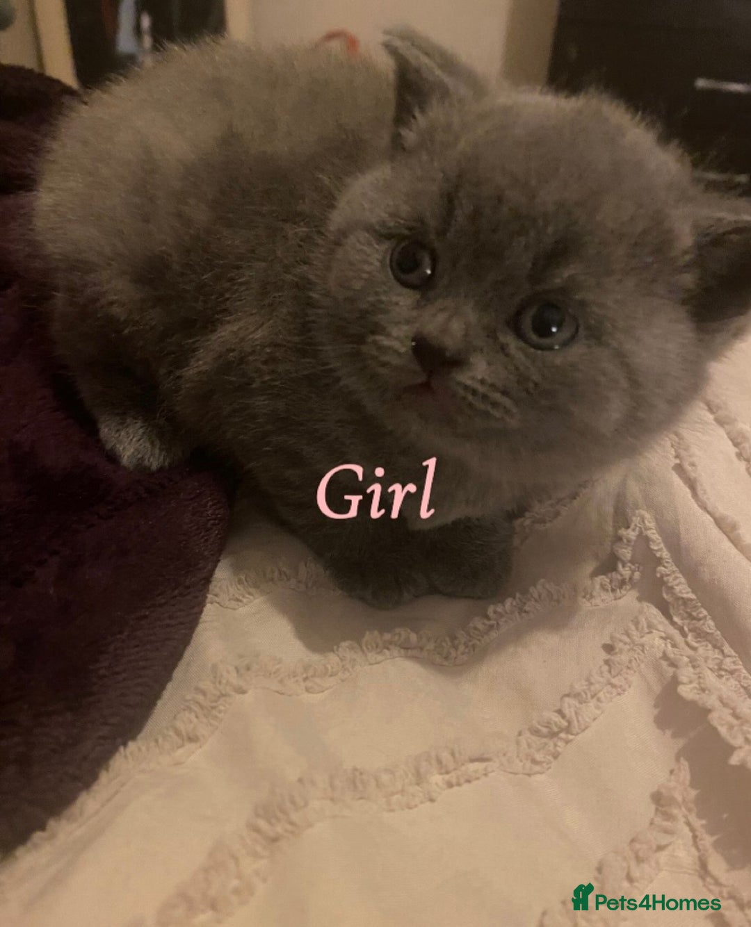 British Shorthair cats for sale: British blue shorthaired kittens  - Advert 12