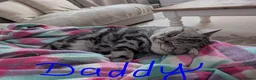British Shorthair cats for sale: British Shorthair silver Tabby  KITTENS - Advert 7