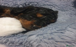 Jackapoo dogs for sale: Jackapoo x Asian toy poodle F1B - Image 2