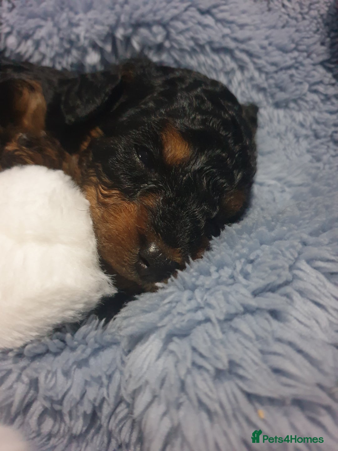 Jackapoo dogs for sale: Jackapoo x Asian toy poodle F1B - Image 2