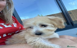 Cockapoo dogs for sale: Our baby cockapoos 🥰 - Image 14