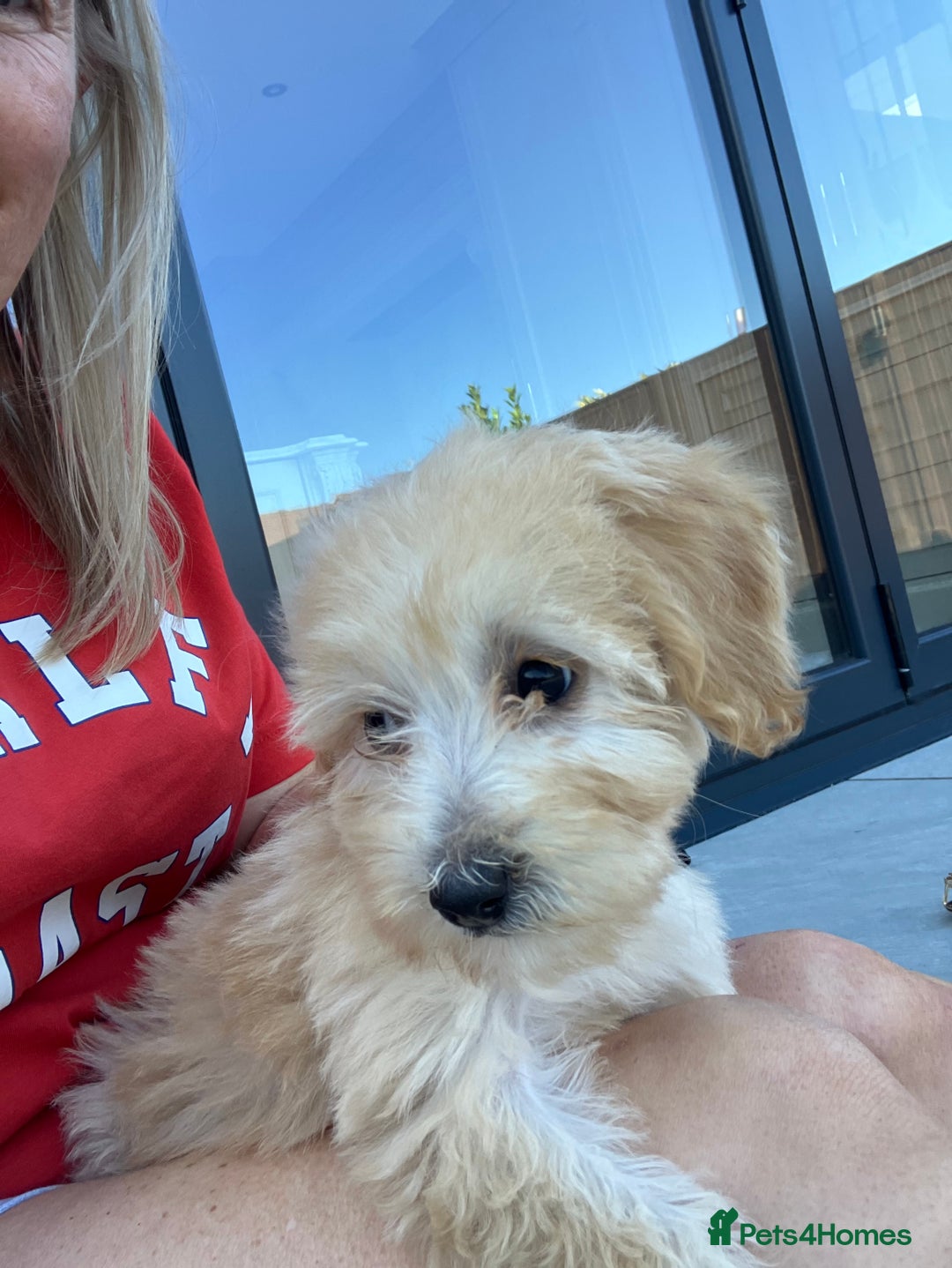 Cockapoo dogs for sale: Our baby cockapoos 🥰 - Image 14