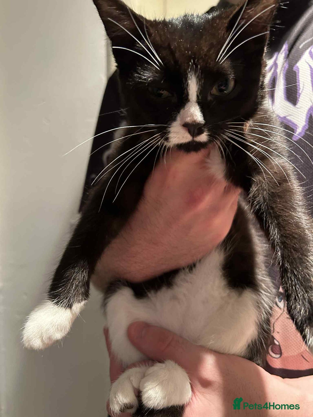 Maine Coon cats for sale: Kittens for sale - Advert 4