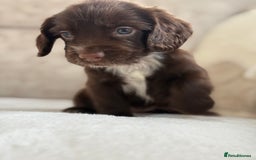 Cocker Spaniel dogs for sale: Stunning cocker spaniel puppies  - Image 9