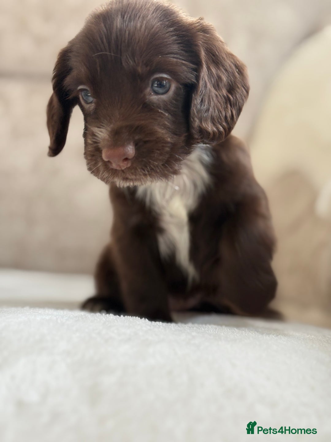 Cocker Spaniel dogs for sale: Stunning cocker spaniel puppies  - Image 9