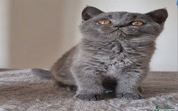 British Shorthair cats for sale: Tica Active registered Blue British Shorthair girl - Image 5